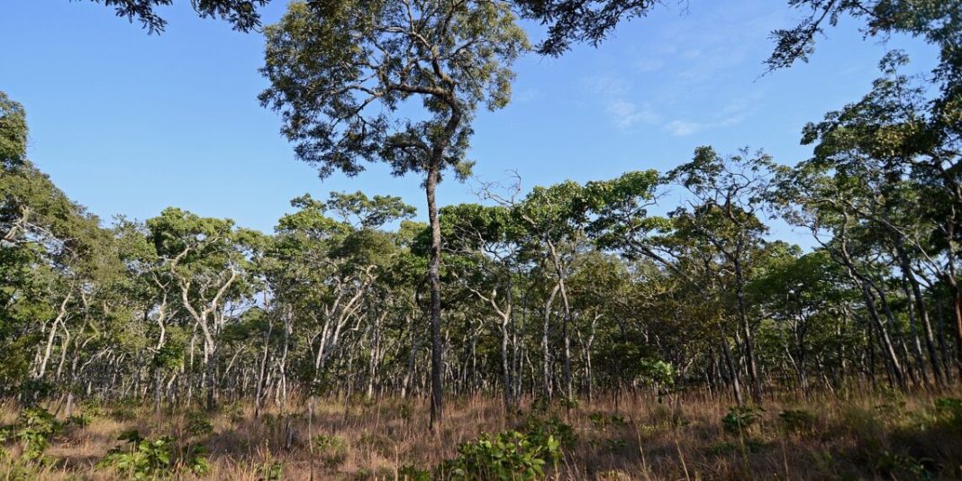 Zambia-forest-1140x570